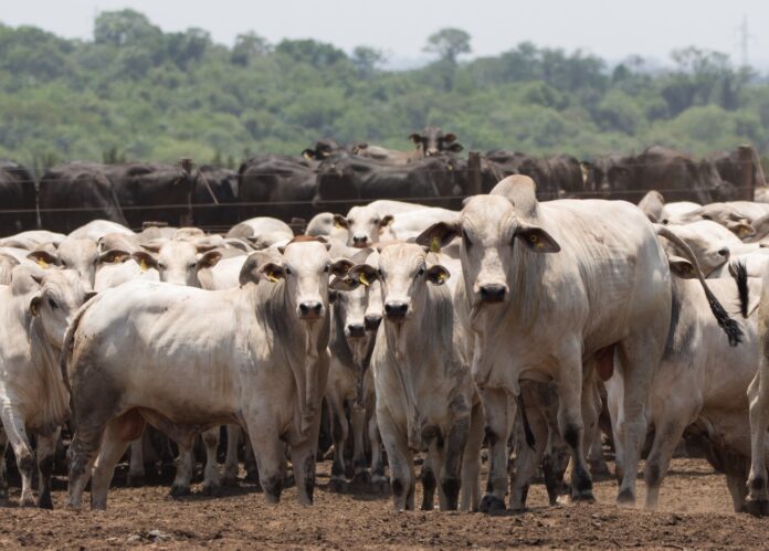 Declaração de Rebanho: segunda etapa da campanha da IAGRO começa Declaração de Rebanho: segunda etapa da campanha da IAGRO começa em 1º de novembro