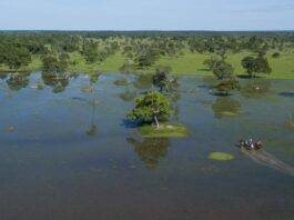 Semadesc divulga resultado preliminar do PSA Conservação com mais de 50 propriedades habilitadas no Pantanal Semadesc divulga resultado preliminar do PSA Conservação com mais de 50 propriedades habilitadas no Pantanal