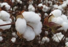 Prazo para cadastro do plantio de algodão na região III do Estado encerra na sexta-feira