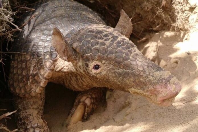Maior espécie do mundo, tatu-canastra pode ter um data especial em MS